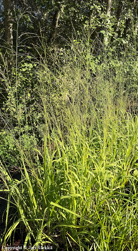Molinia caerulea ssp. arundinacea 'Transparent', isosinihein�